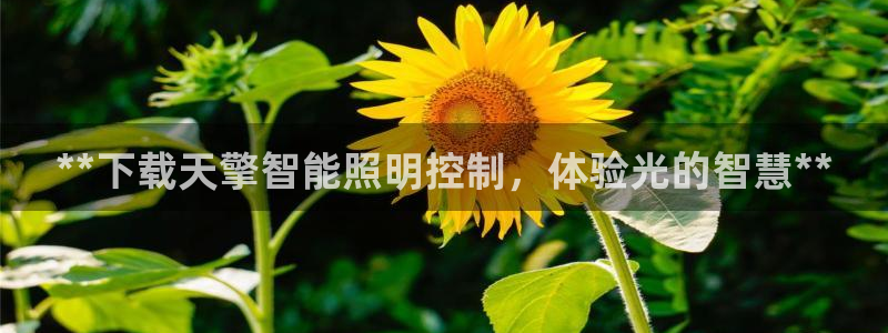 云顶集团网站是多少